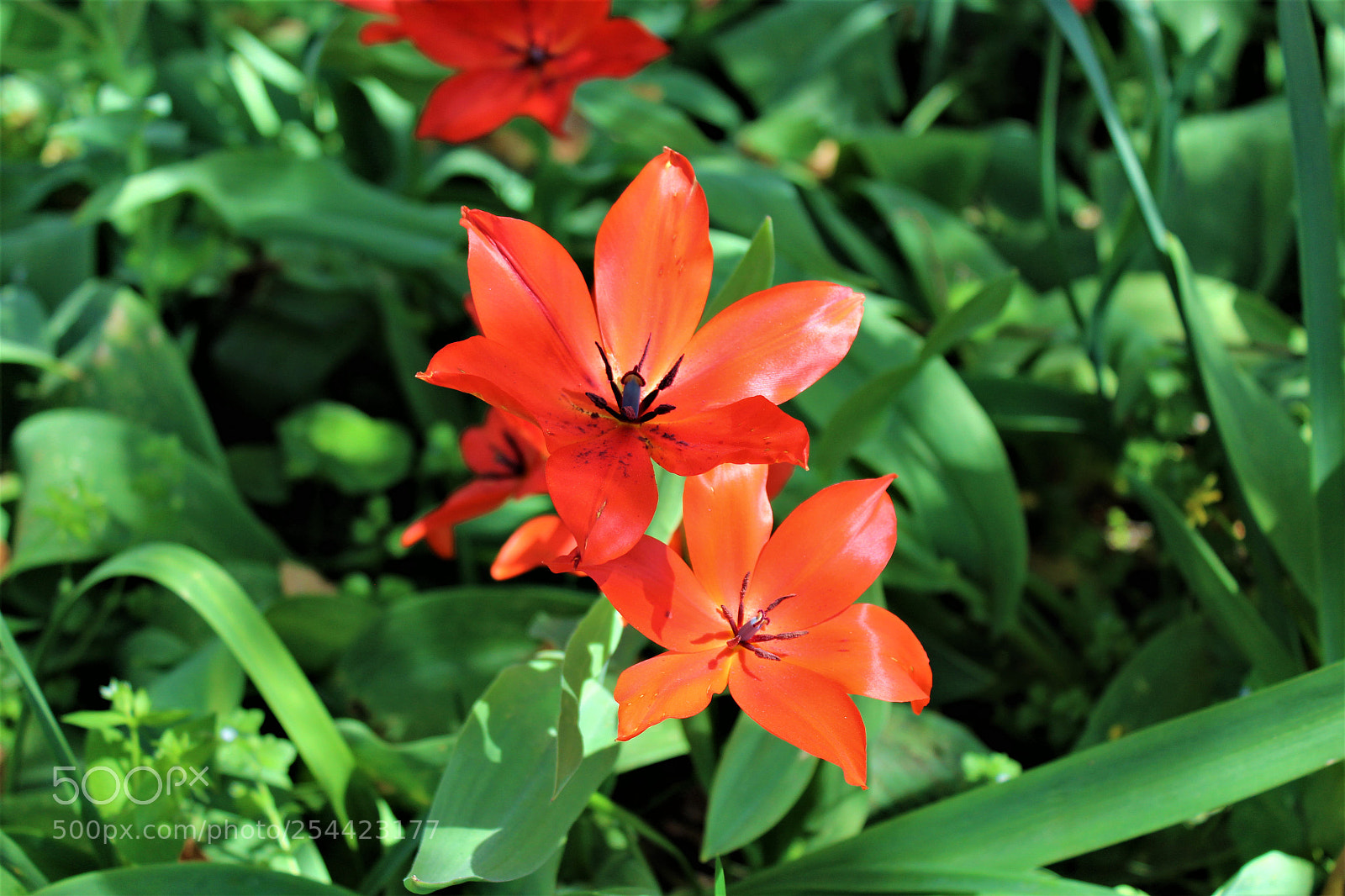 Canon EOS 1300D (EOS Rebel T6 / EOS Kiss X80) sample photo. Tulip and others 1 photography