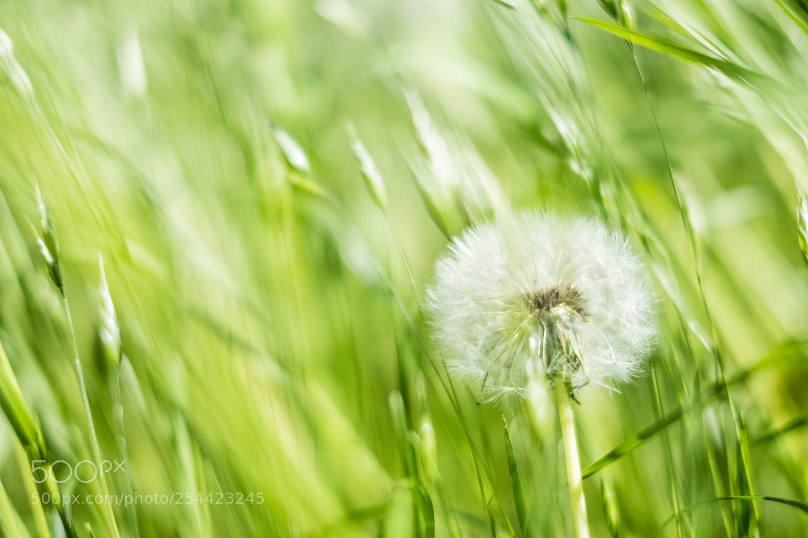 Fujifilm X-E2S sample photo. Primavera photography