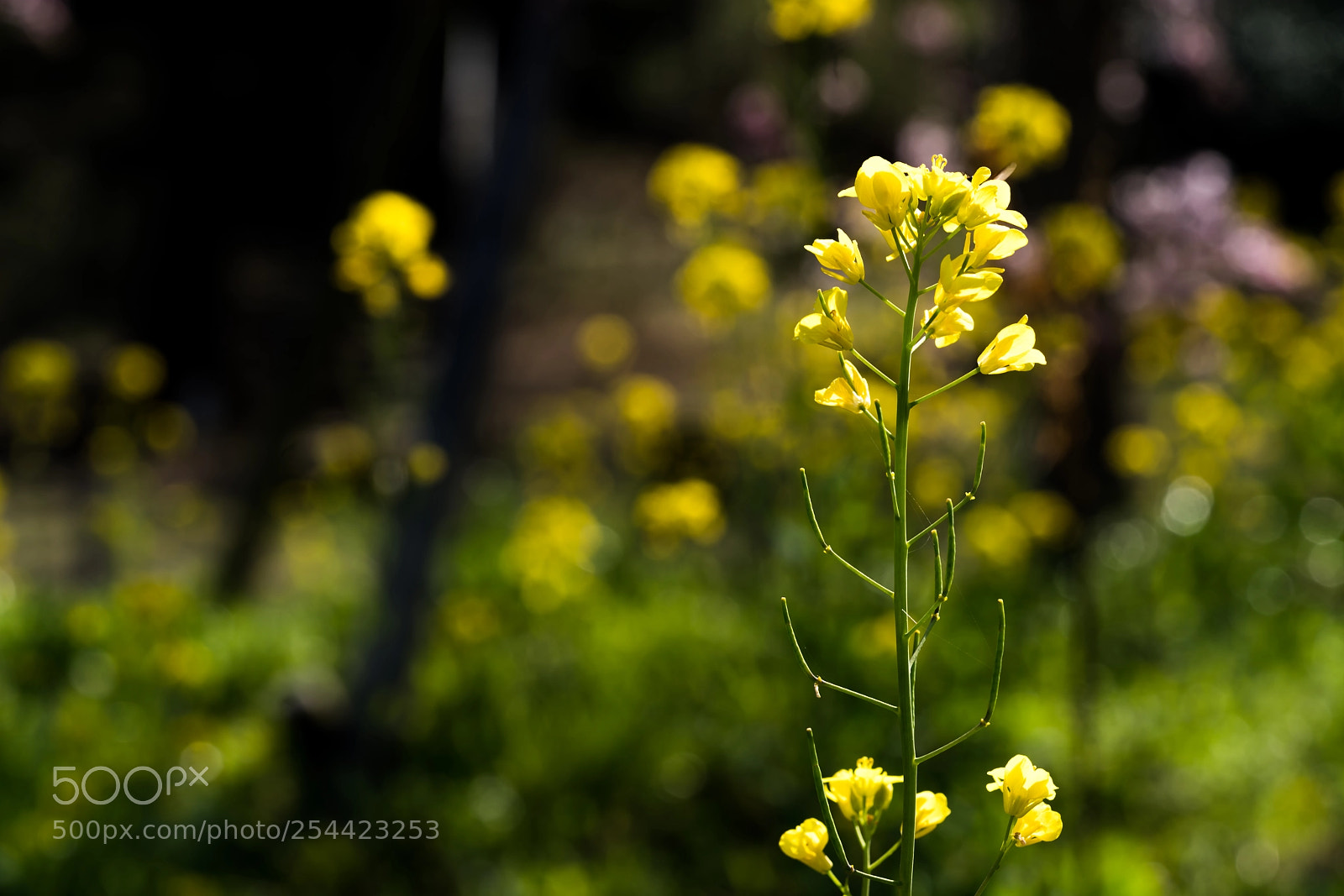 Sony a7R III sample photo. It is spring photography