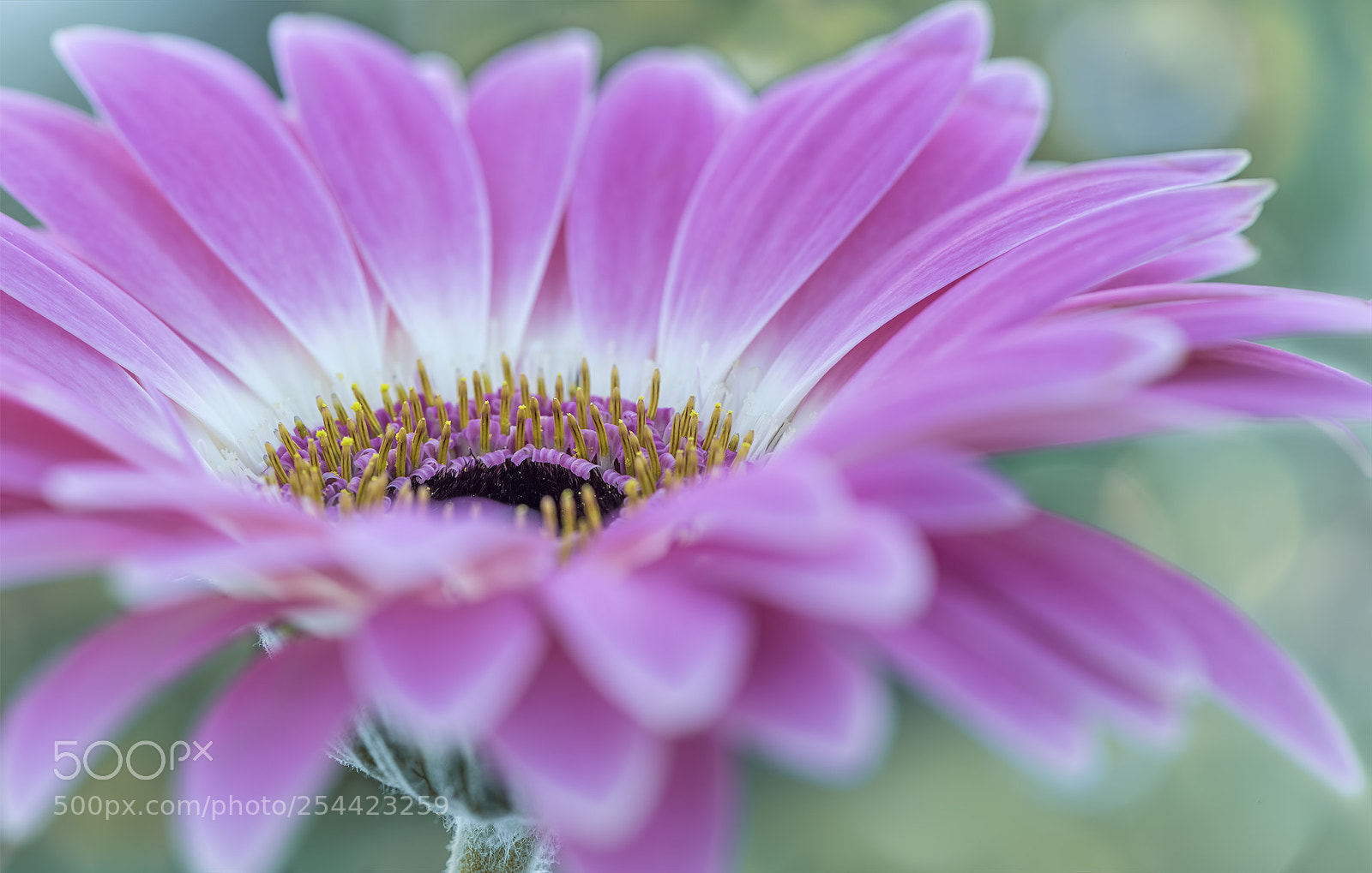 Nikon D810 sample photo. I am pink perfection photography