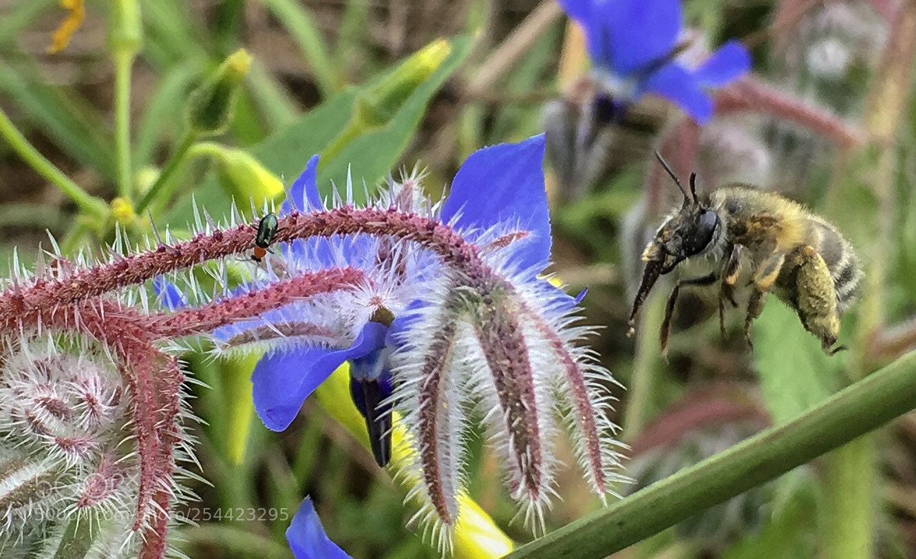 Apple iPhone 6s sample photo. Landing without wings... photography
