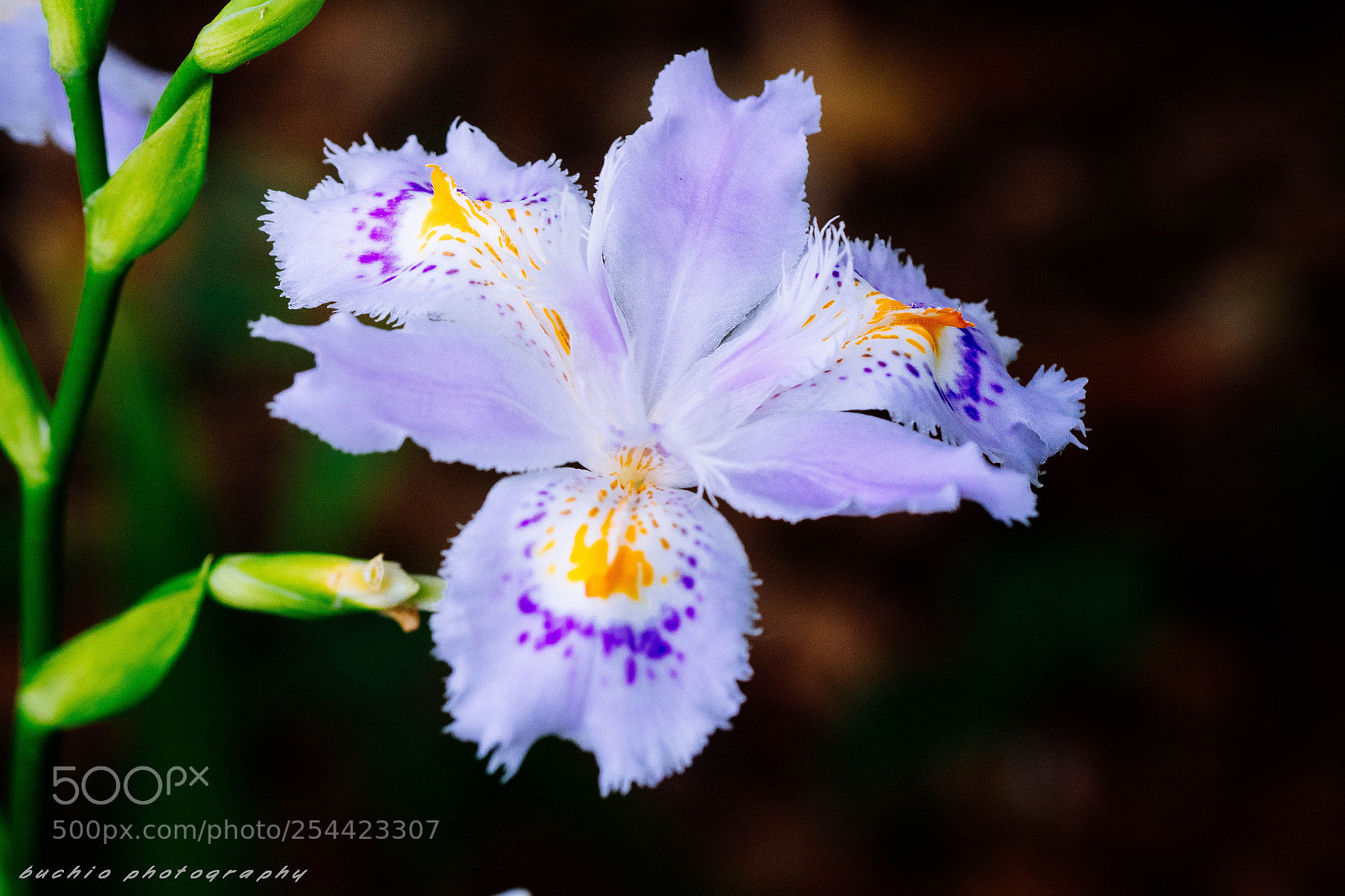 Olympus OM-D E-M1 Mark II sample photo. Irisjaponica photography