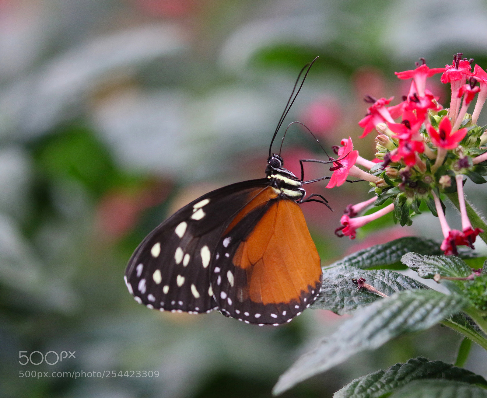 Canon EOS 7D Mark II sample photo. Looking up photography