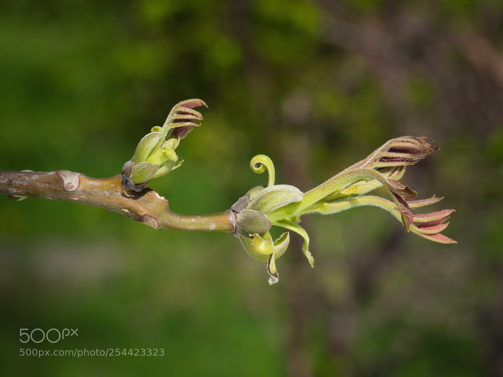 Olympus OM-D E-M10 II sample photo. Buds of persian walnut photography