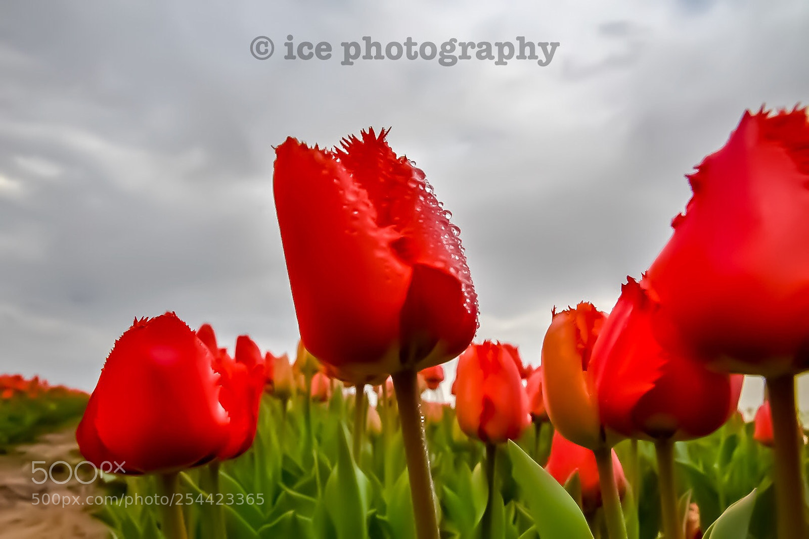 Nikon D7200 sample photo. Tulip photography
