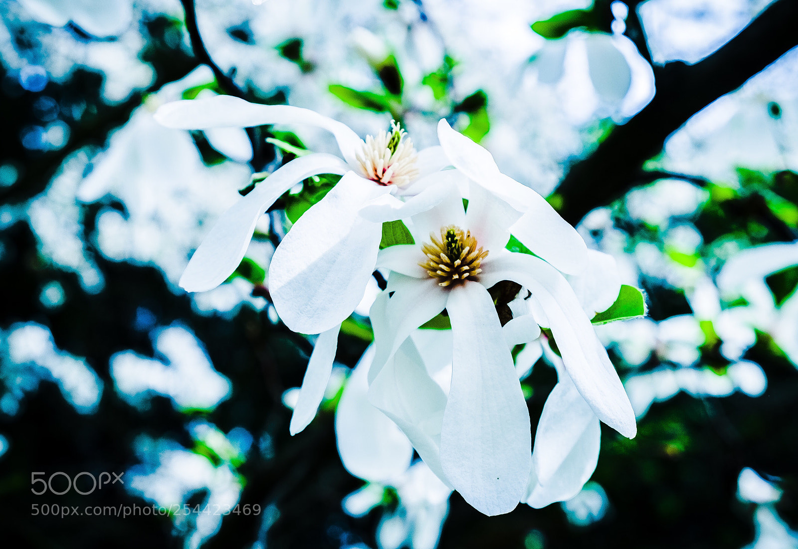 Fujifilm X-E1 sample photo. Untitled photography