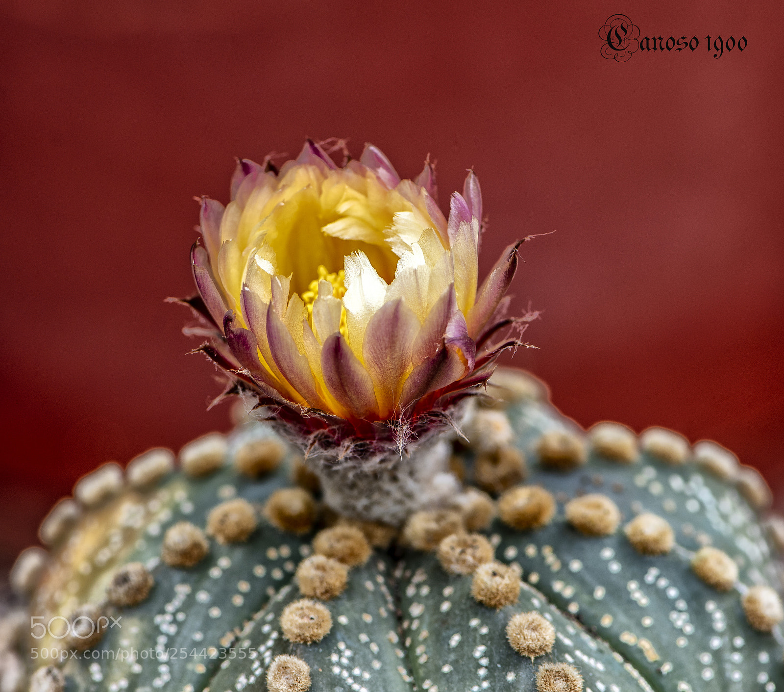 Nikon D810 sample photo. Cactus photography