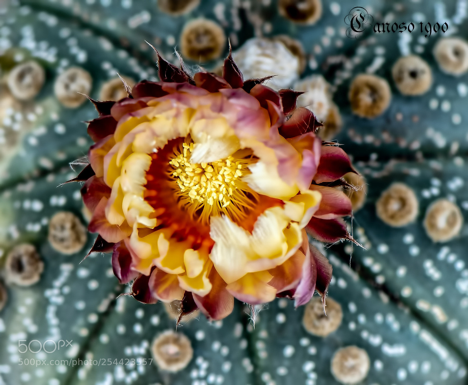 Nikon D810 sample photo. Cactus photography