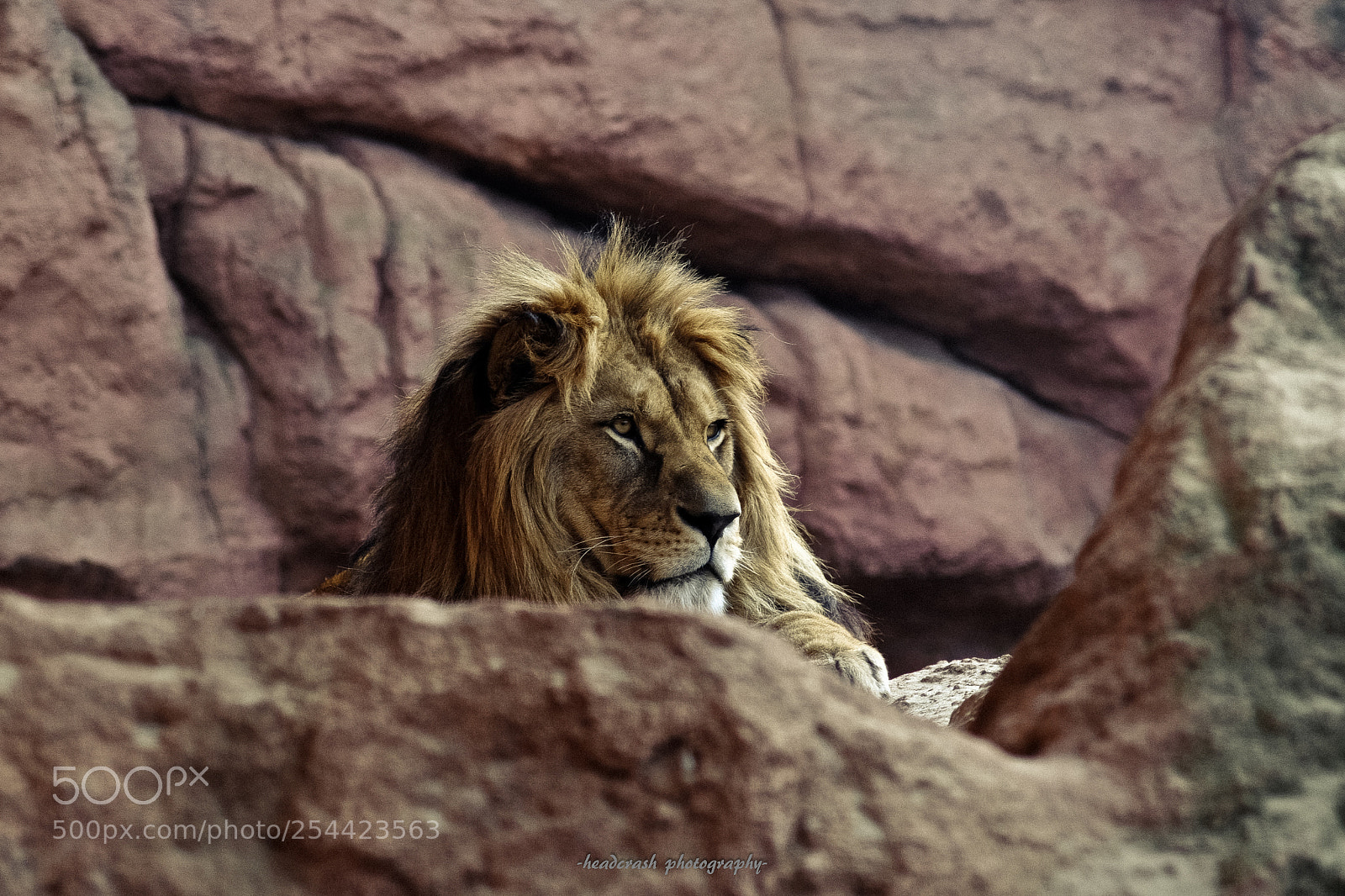 Fujifilm X-E2 sample photo. Lion king photography