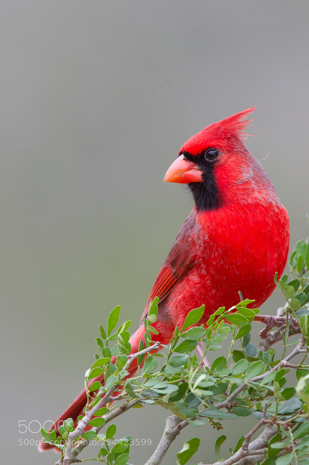 Canon EOS-1D Mark IV sample photo. Northern cardinal photography