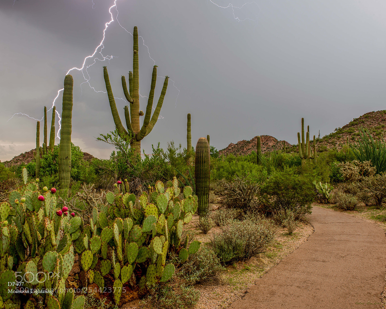 Nikon D800 sample photo. Dp407 monsoon lightning photography