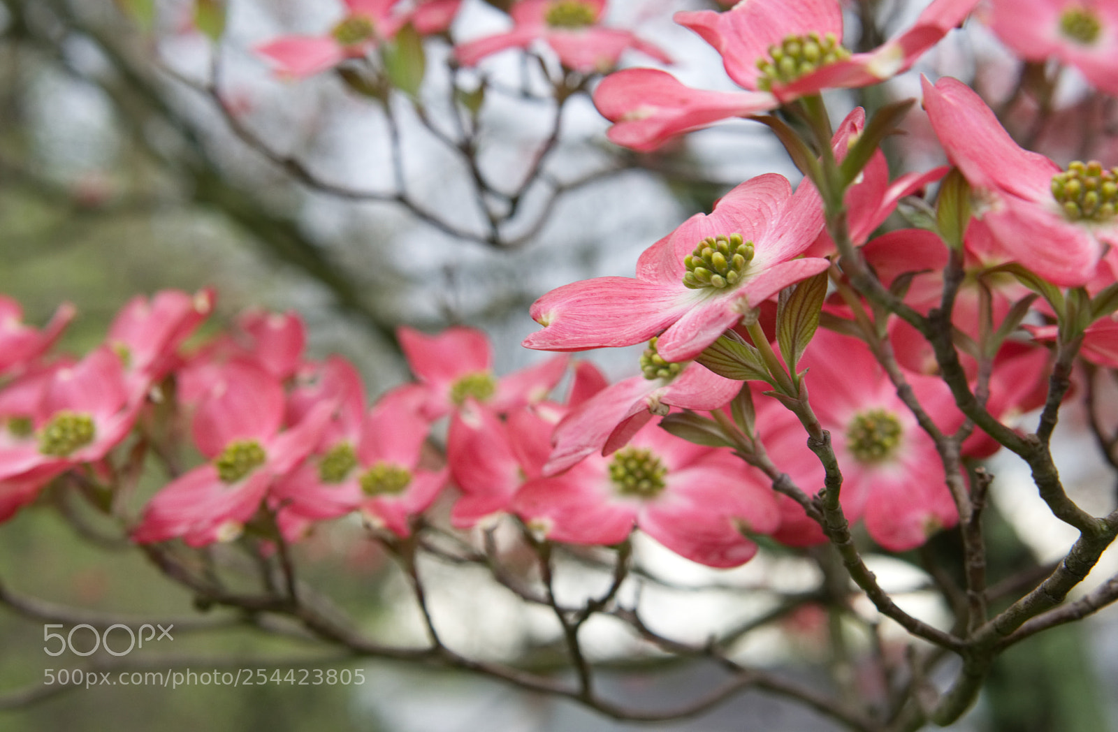 Sony a6000 sample photo. Fairoaks tree 2 photography