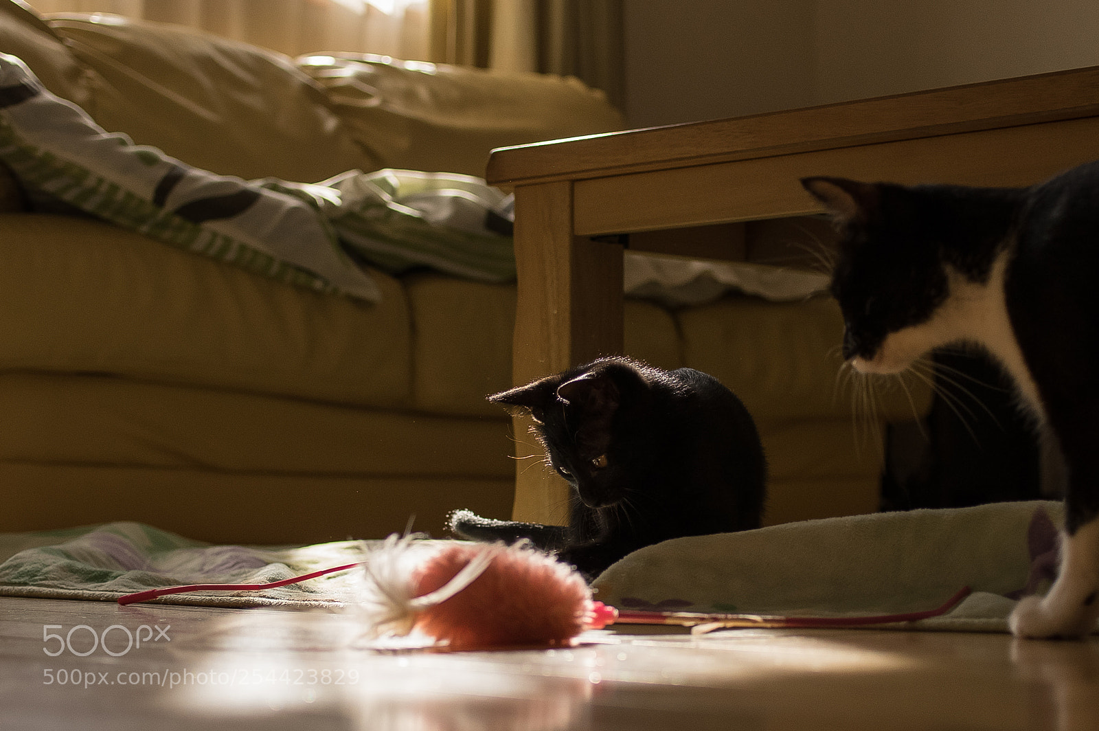 Pentax K-3 II sample photo. In the light photography