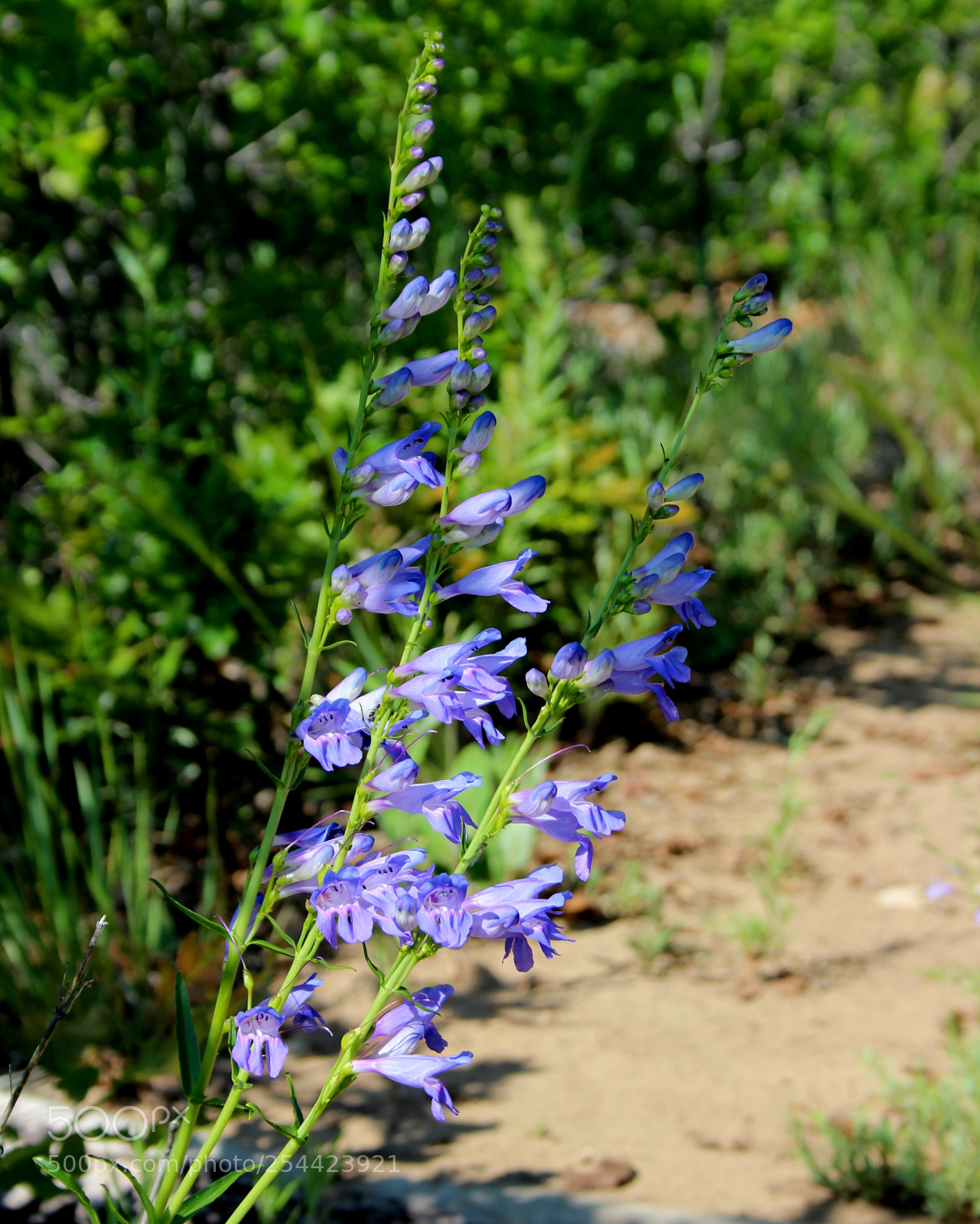 Canon EOS 600D (Rebel EOS T3i / EOS Kiss X5) sample photo. Bouquets in nature photography