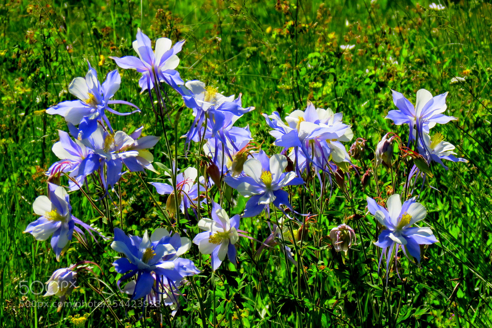 Canon PowerShot SX40 HS sample photo. Bouquets in nature photography