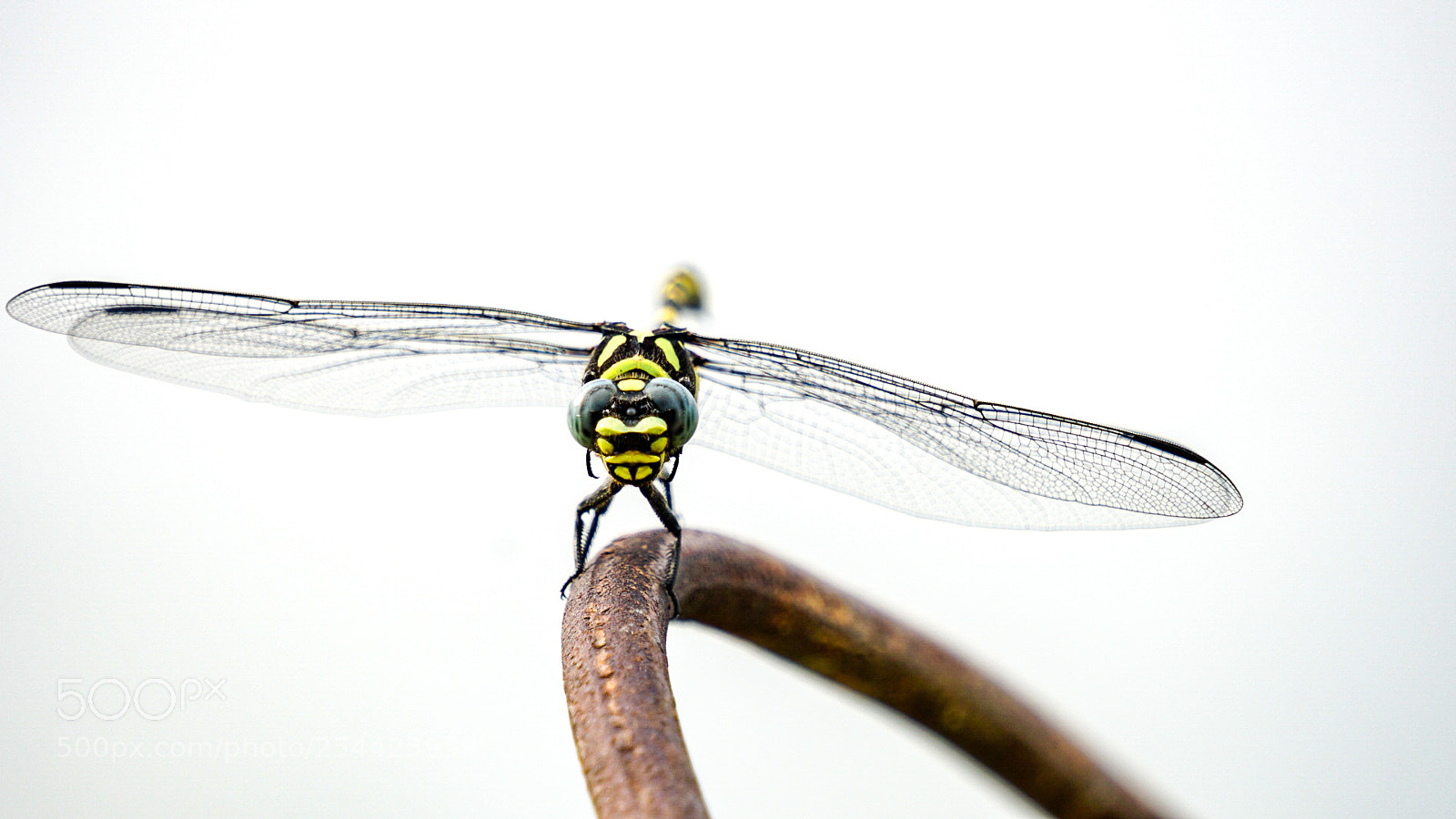Sony a6300 sample photo. Dragonfly photography