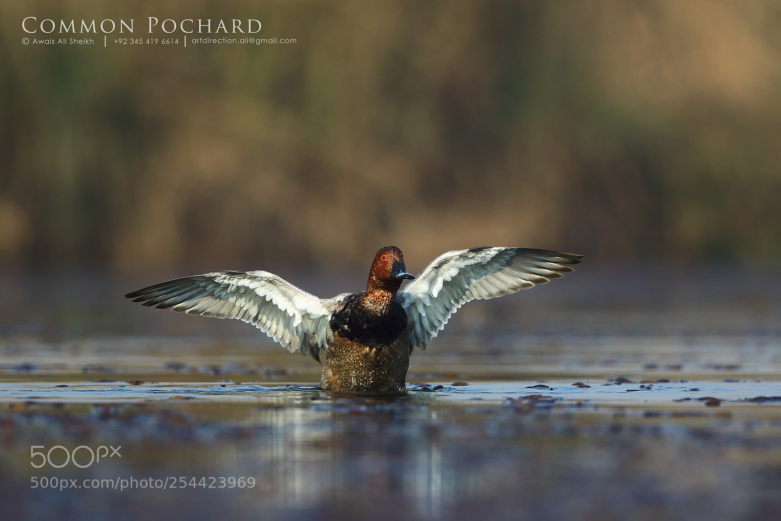 Canon EOS 7D Mark II sample photo. Common pochard photography
