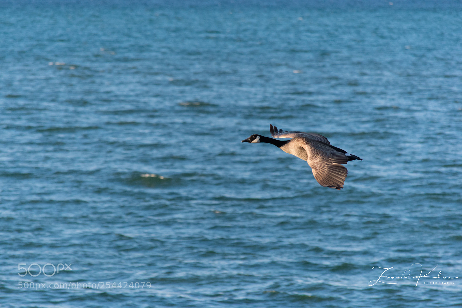 Nikon D3400 sample photo. Canada goose  photography