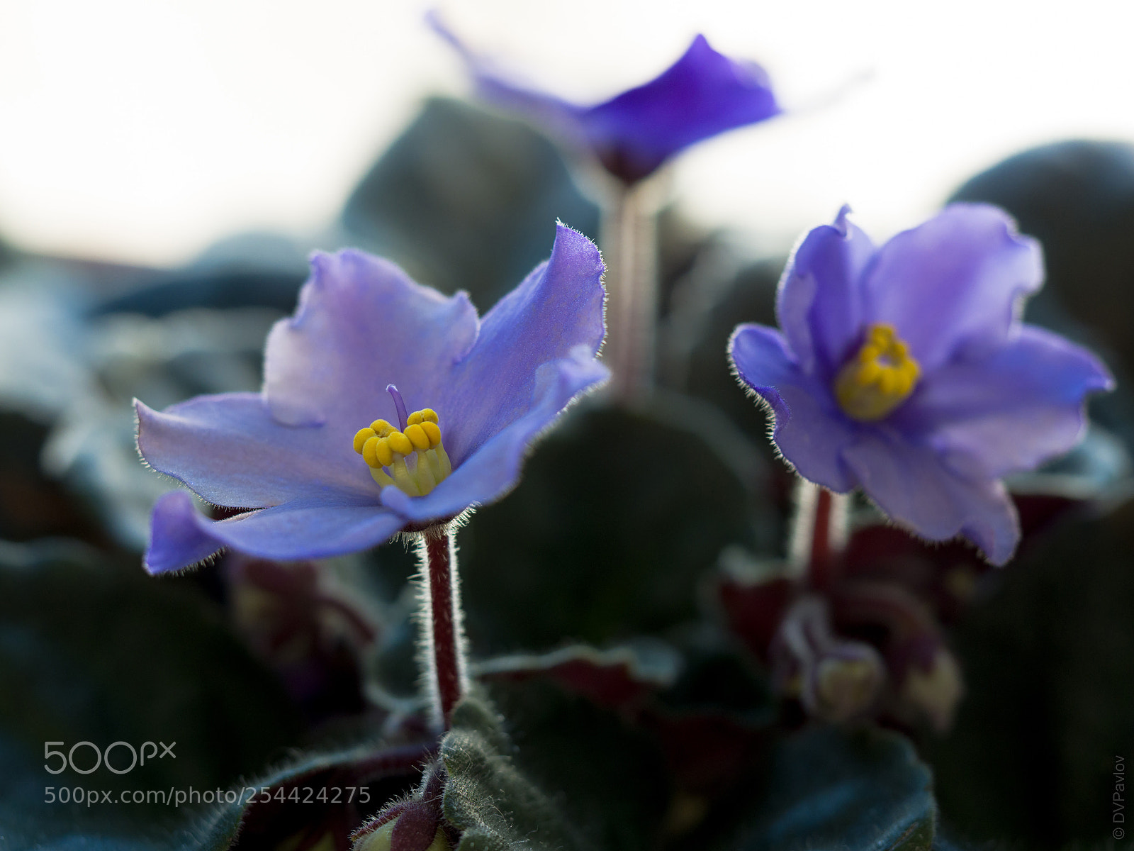 Olympus OM-D E-M1 sample photo. Violet photography