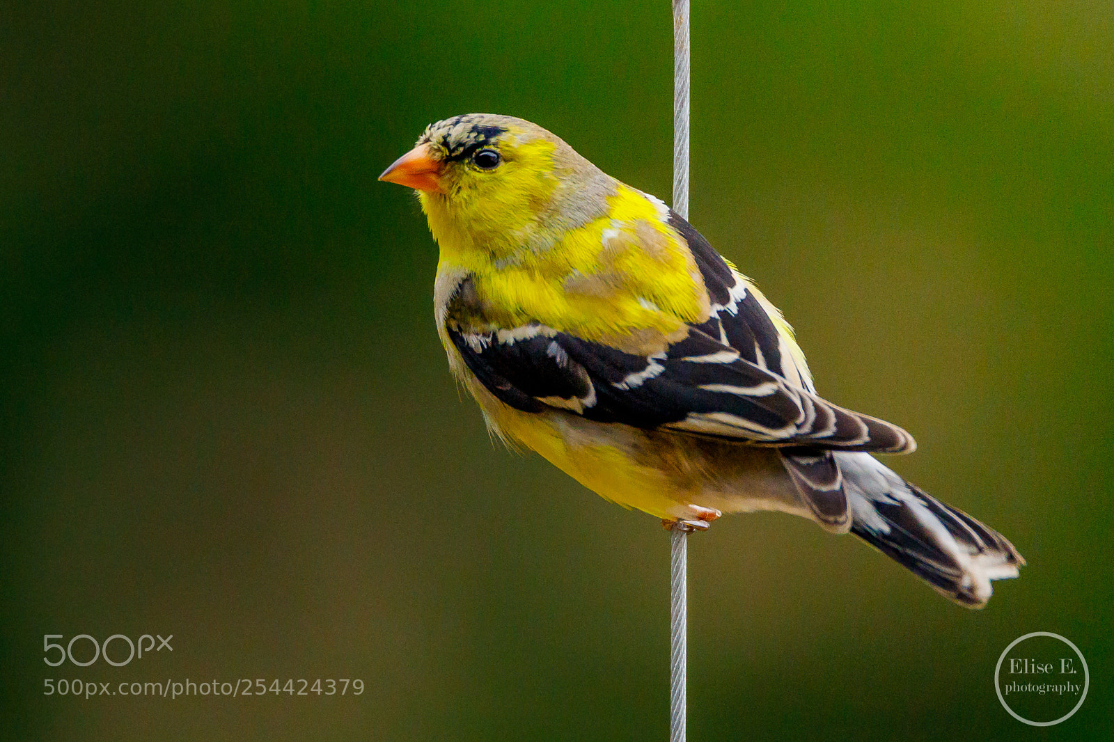 Canon EOS 6D Mark II sample photo. Goldfinch photography