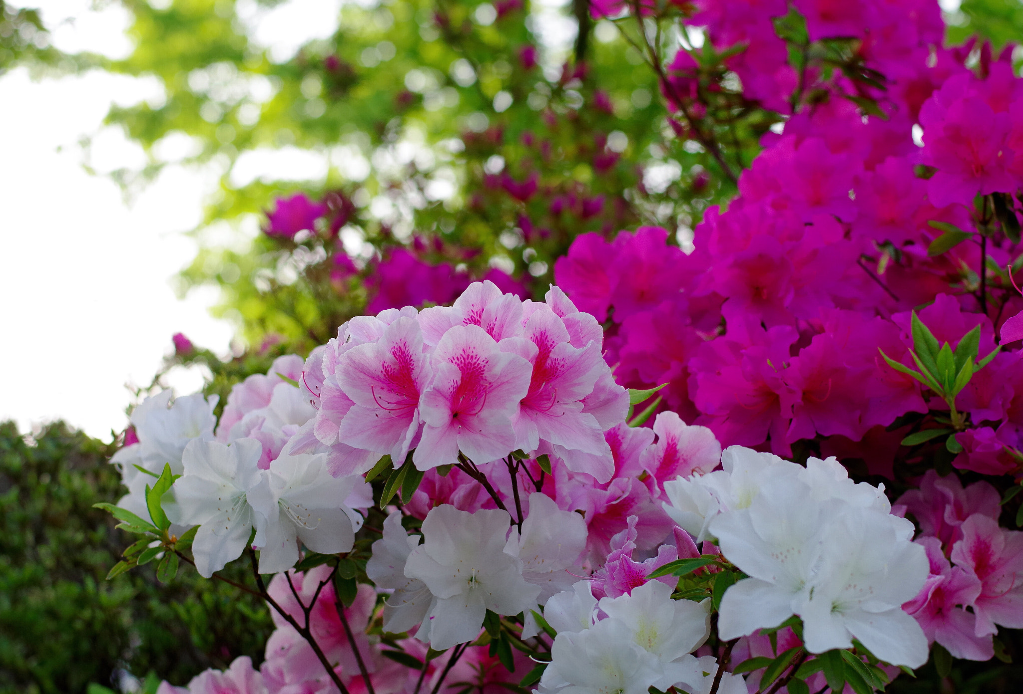 Pentax K-S1 sample photo