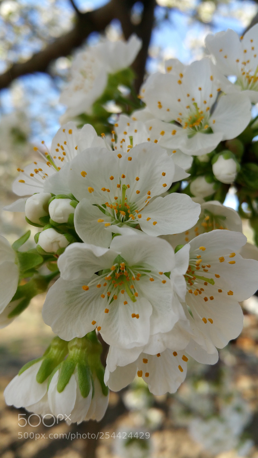 Samsung Galaxy Note4 sample photo. Cherry blossom? photography