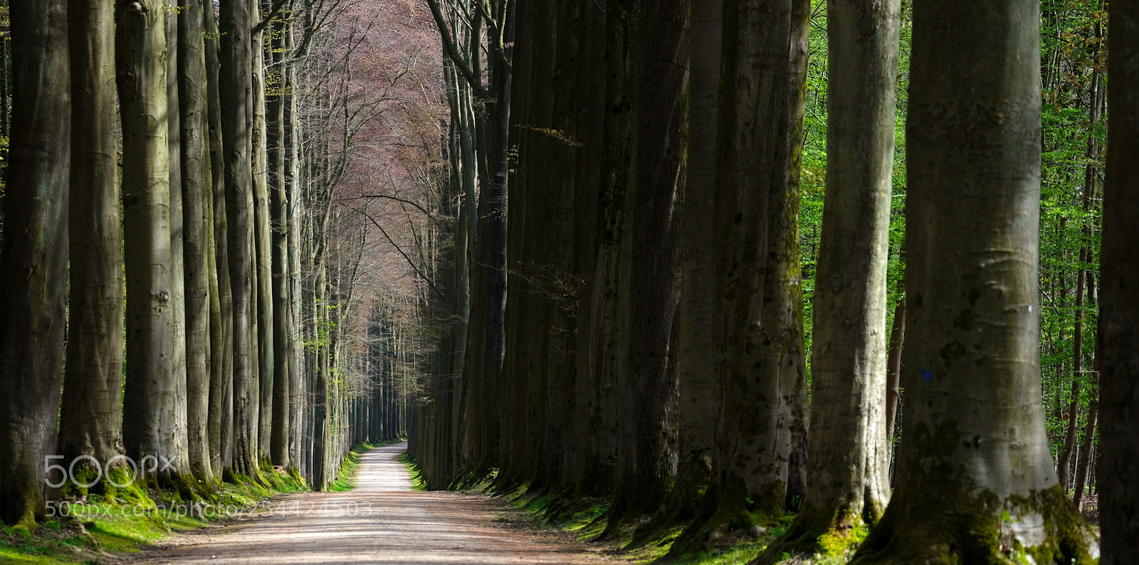 Fujifilm GFX 50S sample photo. A cathedral of trees photography