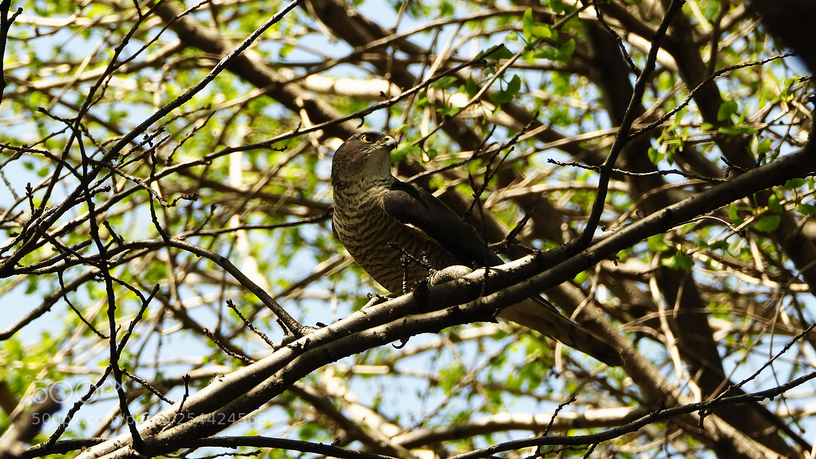 Olympus OM-D E-M1 Mark II sample photo. Japanese sparrowhawk photography