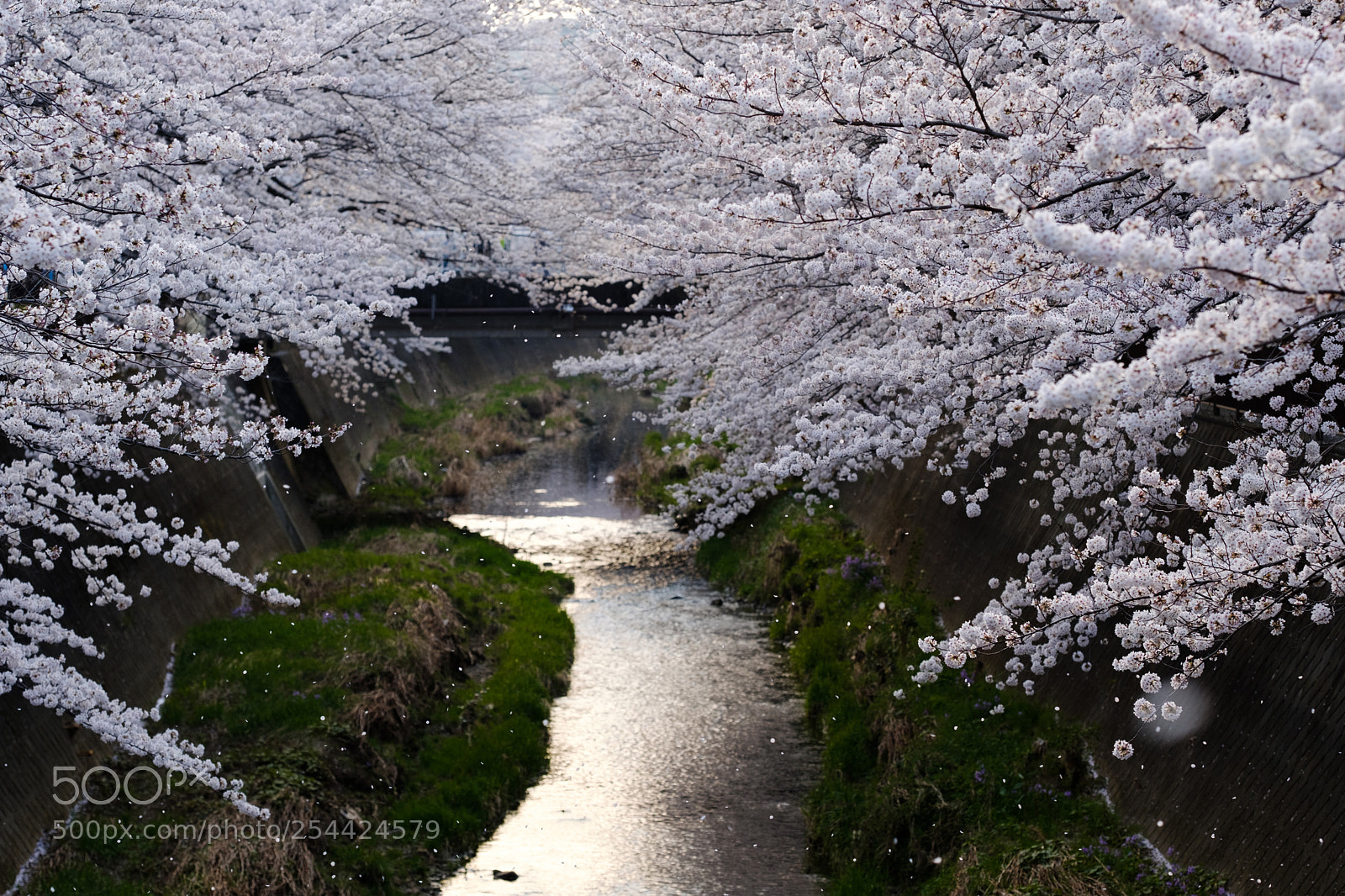 Fujifilm X-T2 sample photo. A spring moment photography