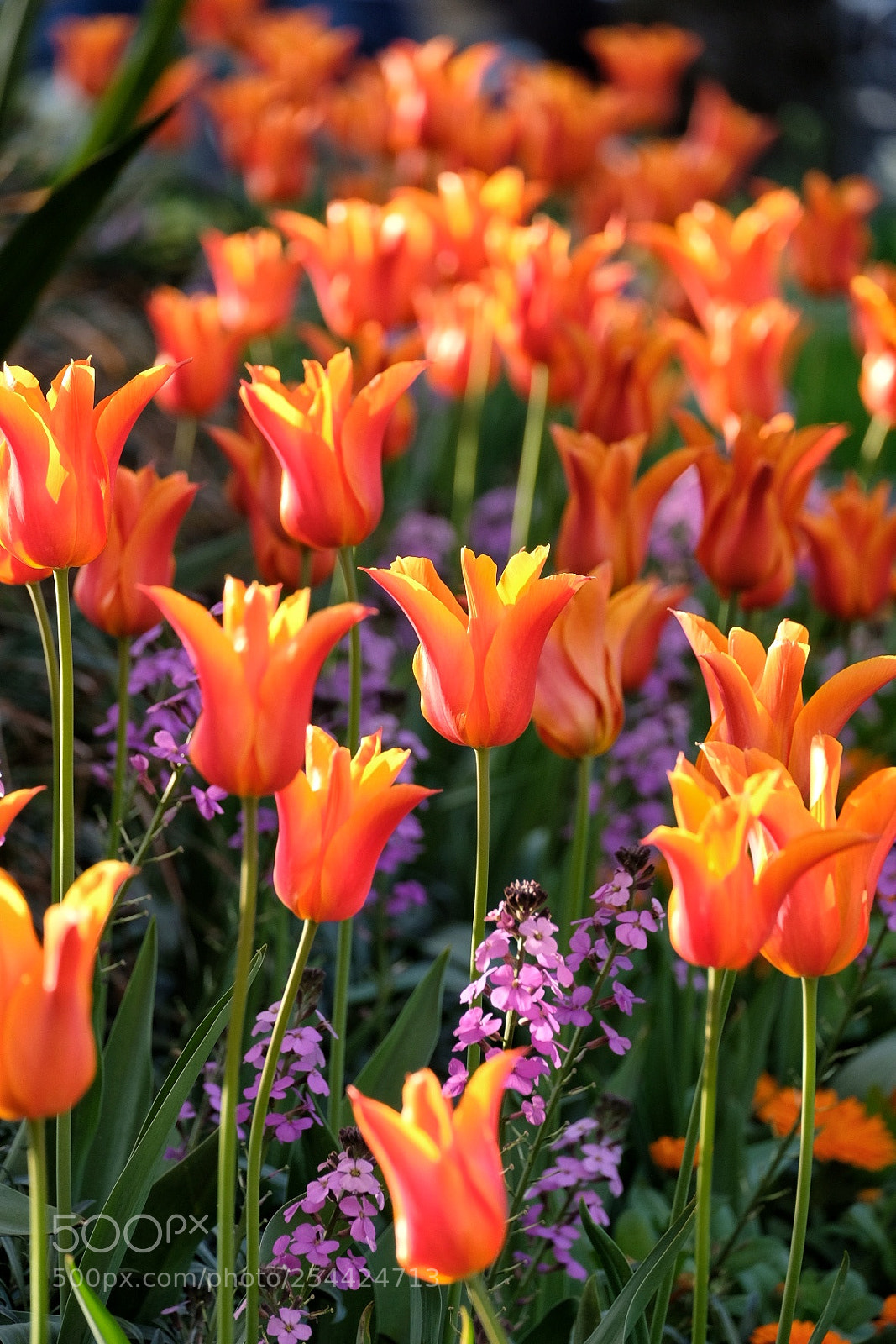 Fujifilm X-E3 sample photo. Tulips photography