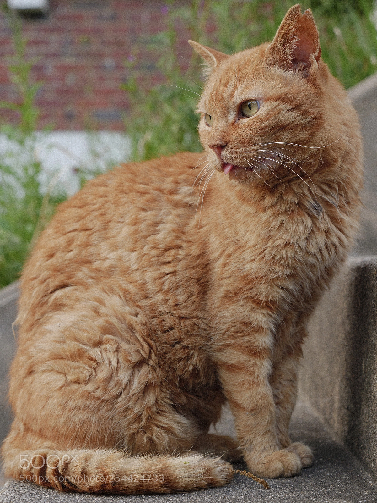 Panasonic Lumix DC-G9 sample photo. 계단에 앉은 늙은 주황 고양이 photography