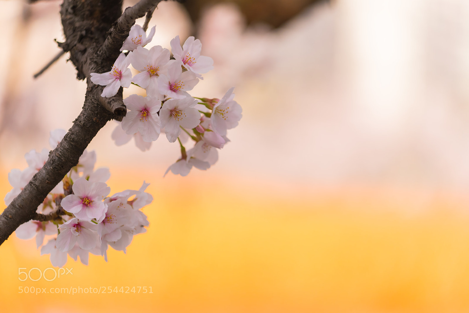 Nikon D850 sample photo. Japan sakura cherry blossom photography