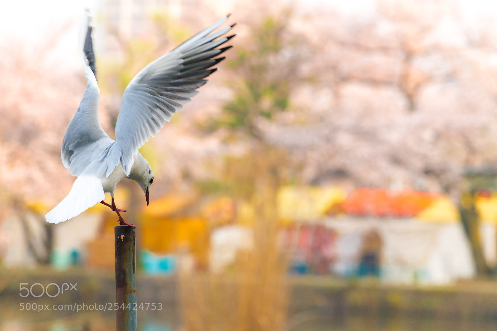 Nikon D850 sample photo. Seagull bird flying and photography