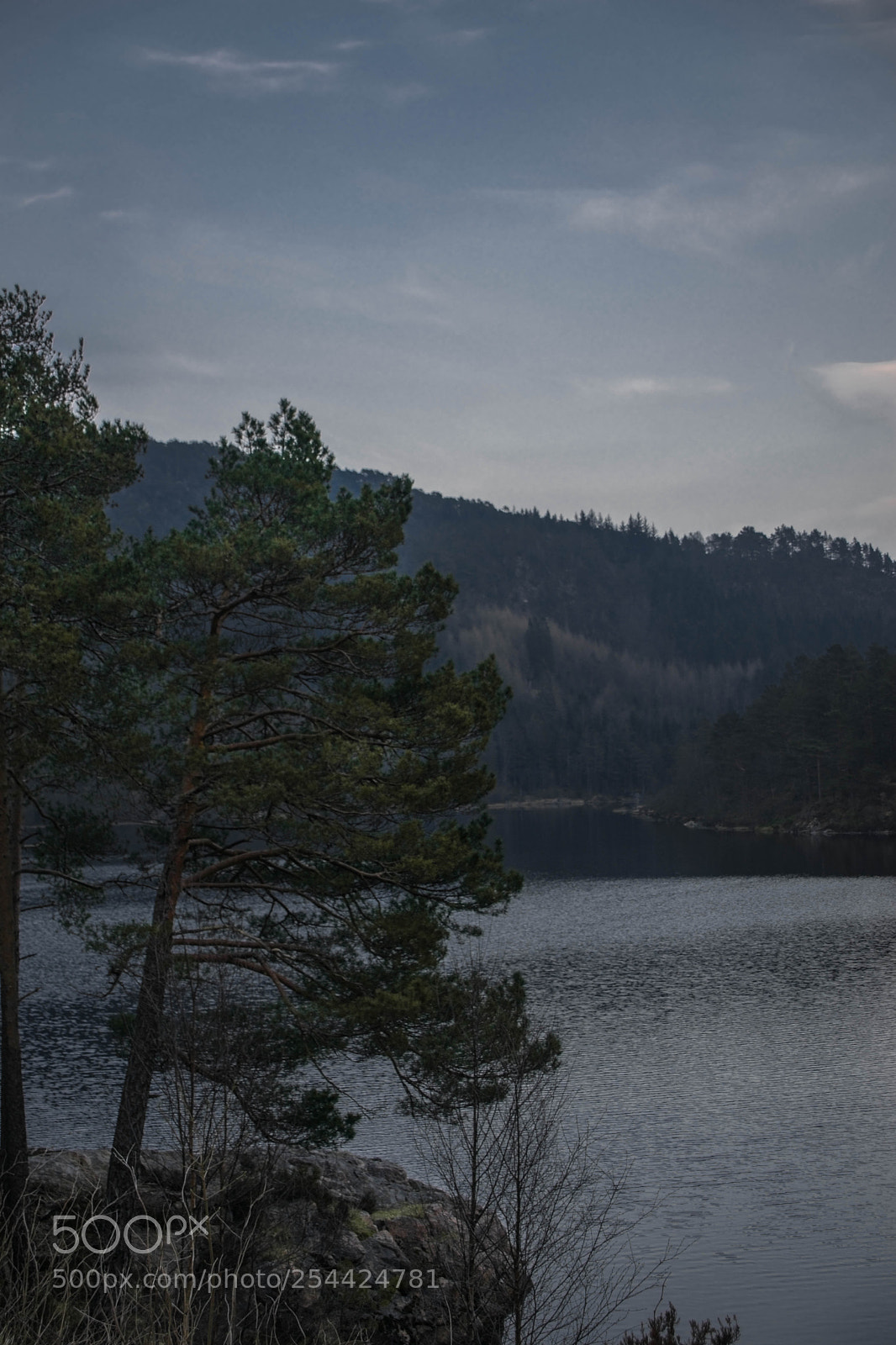 Nikon D5300 sample photo. Trees at twilight photography