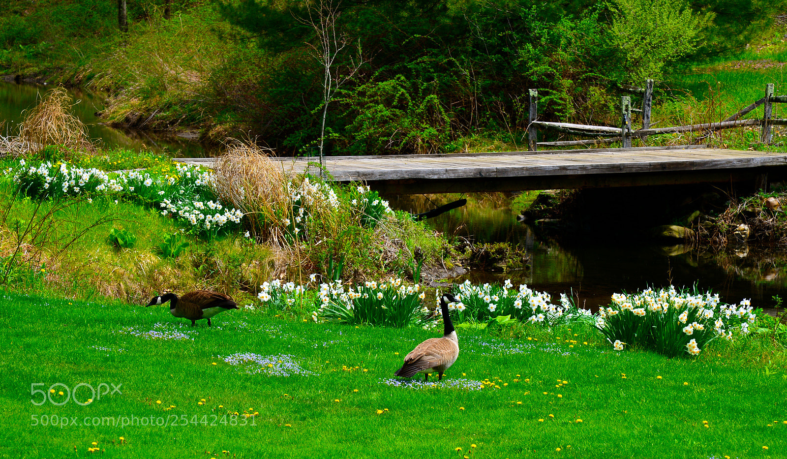 Nikon D600 sample photo. Rural new england photography