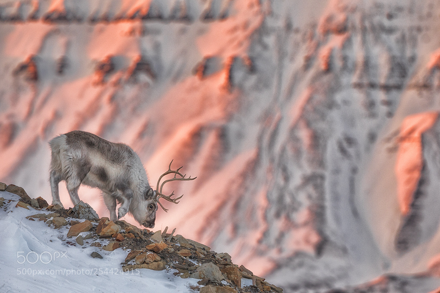 Canon EOS 5D Mark IV sample photo. Svalbard reindeer photography
