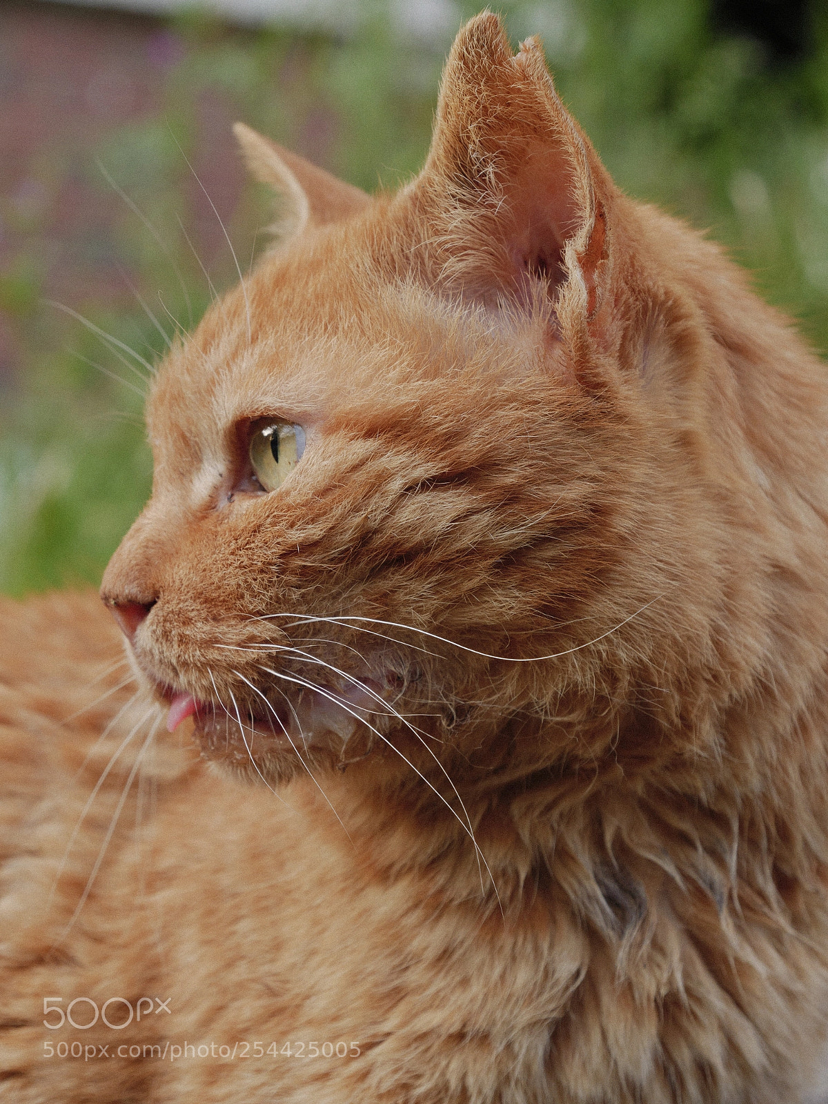 Panasonic Lumix DC-G9 sample photo. 늙은 주황 고양이 photography