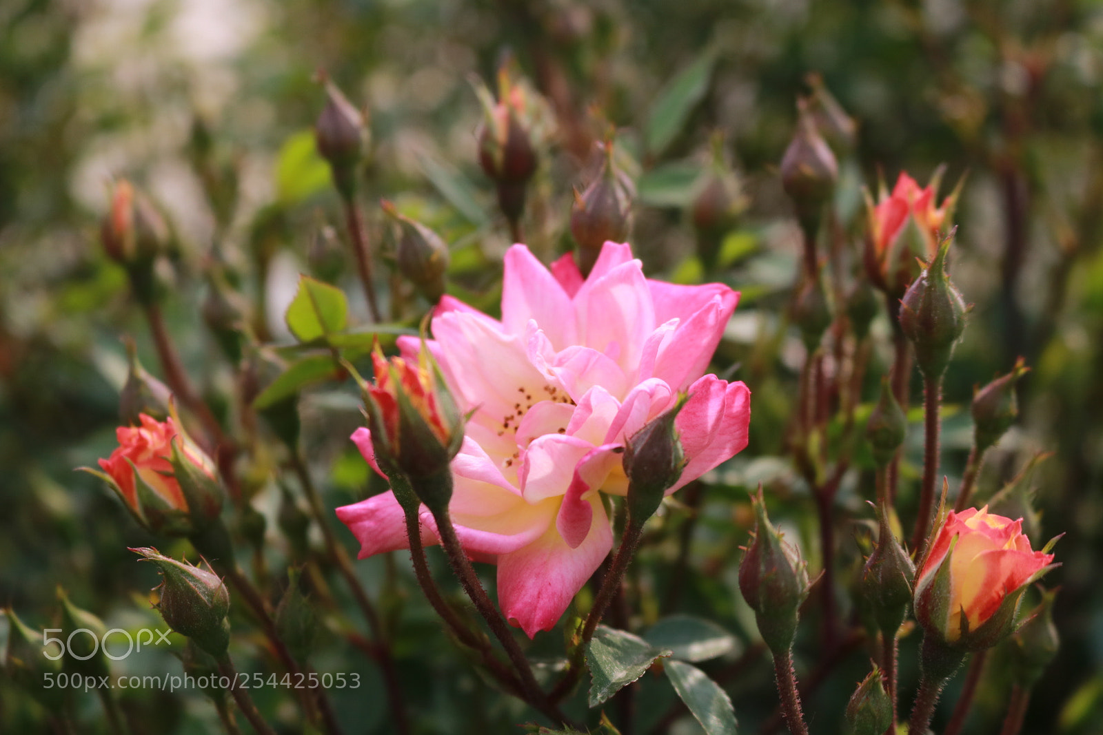 Canon EOS 750D (EOS Rebel T6i / EOS Kiss X8i) sample photo. Untitled photography