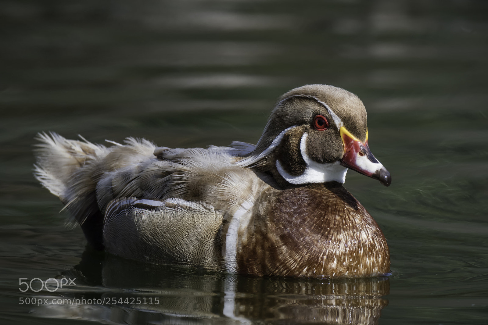 Nikon D500 sample photo. Tangerine wood duck photography