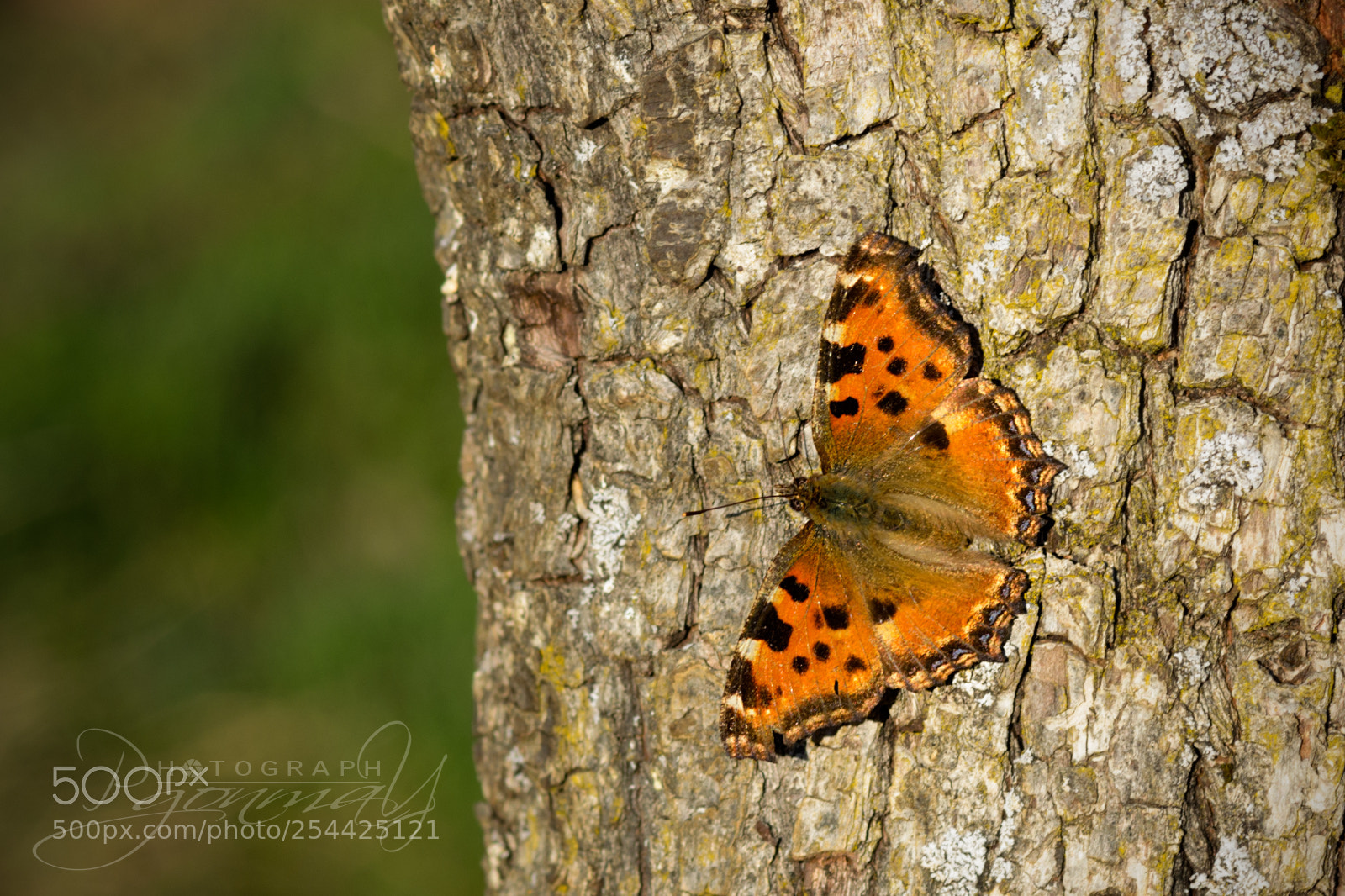 Nikon D7000 sample photo. Nymphalis polychloros photography