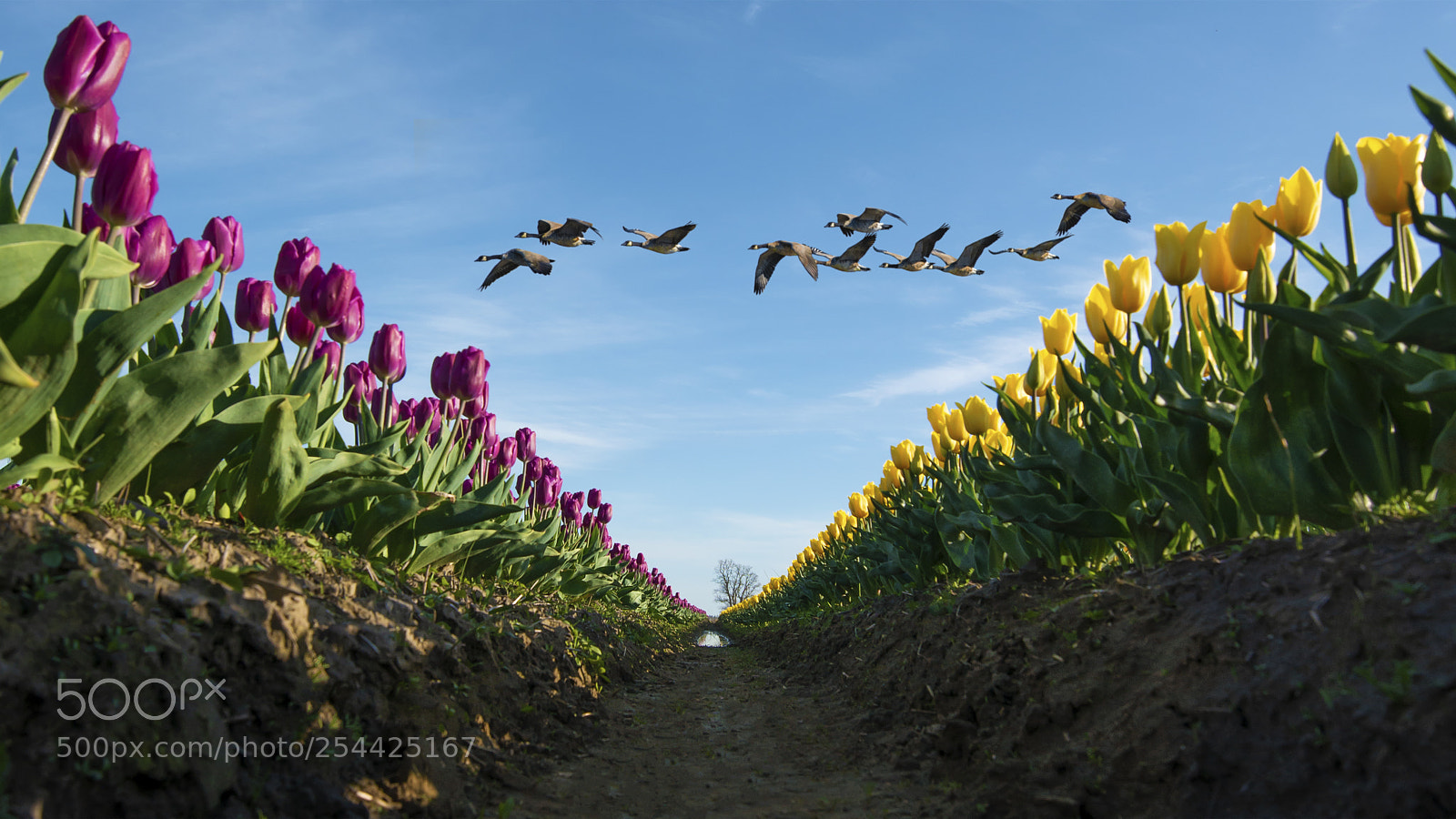 Nikon D800E sample photo. Tulips photography