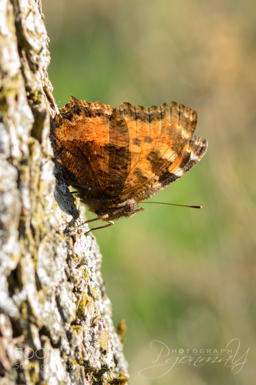 Nikon D7000 sample photo. Nymphalis polychloros photography