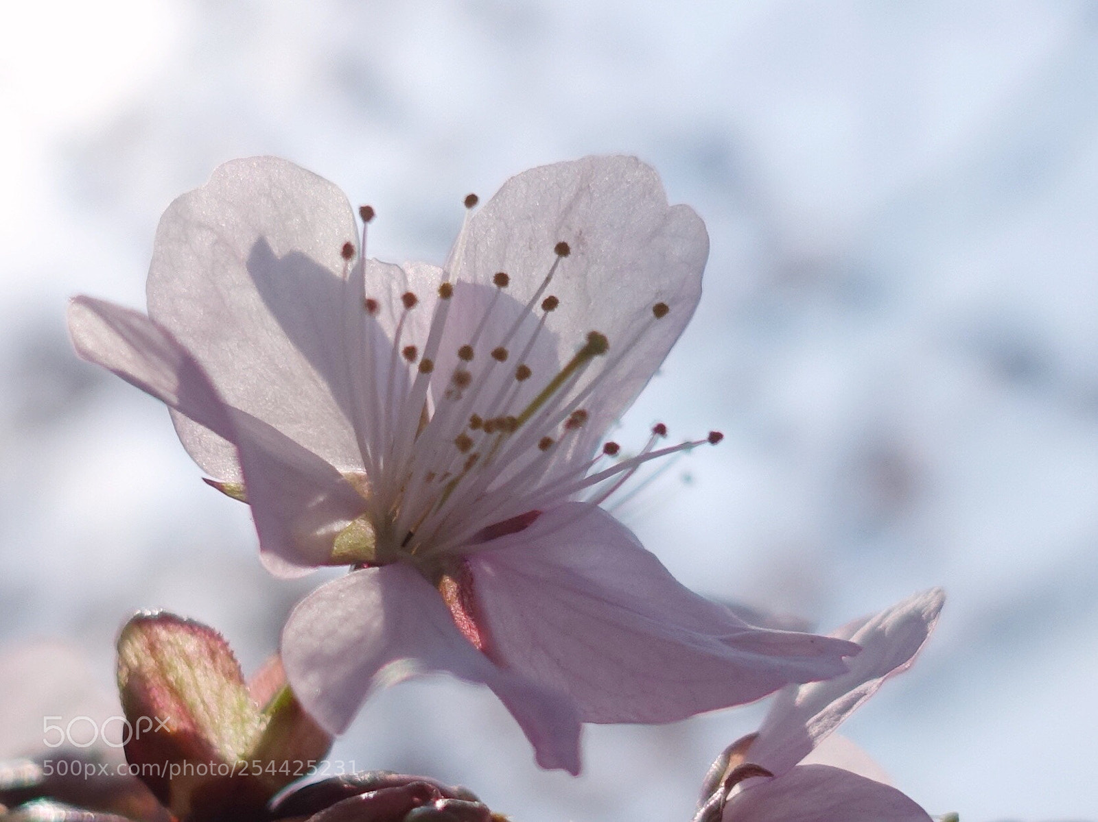 Sony Cyber-shot DSC-RX100 IV sample photo. Sakura photography