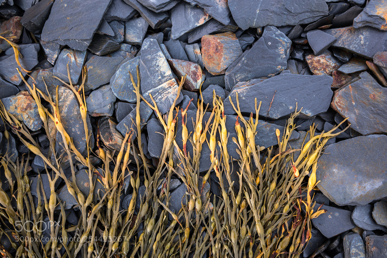 Nikon D810 sample photo. Ballachulish slate beach #1 photography