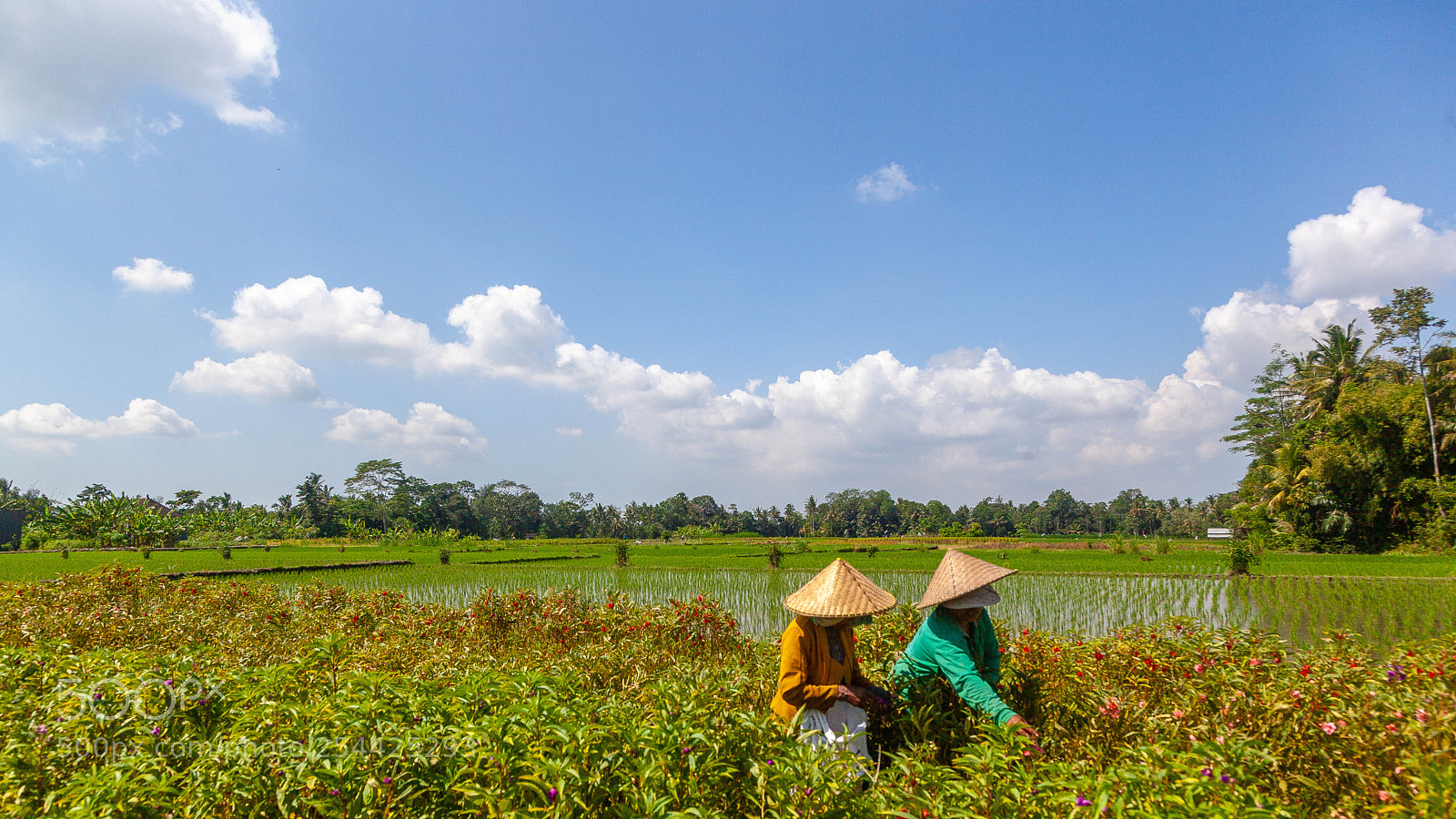 Canon EOS 5D Mark II sample photo. Fields of gold, bali photography