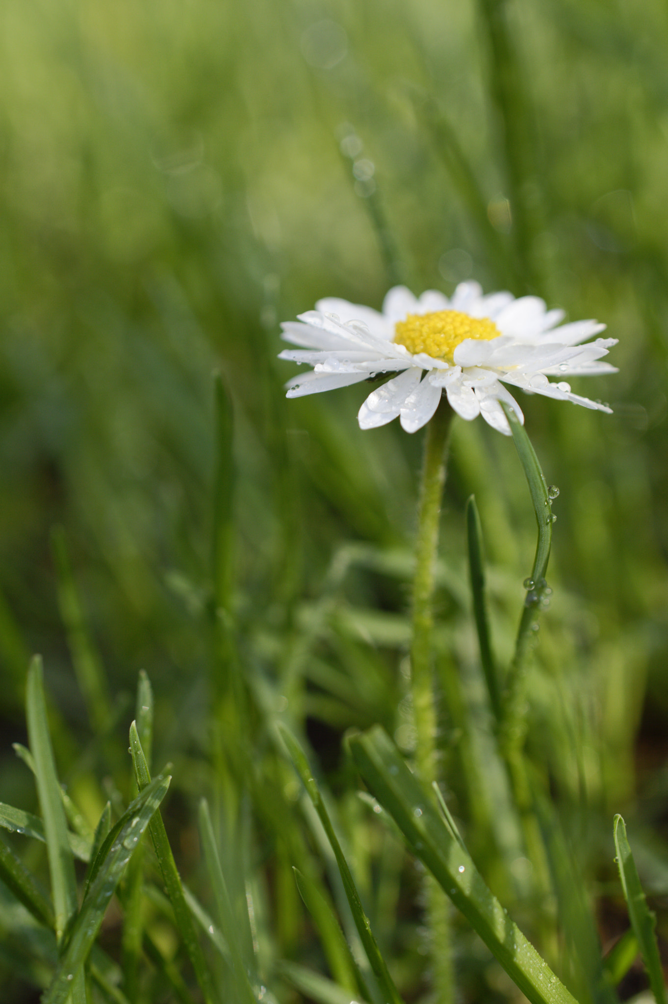 Nikon D3200 sample photo. Daisy photography