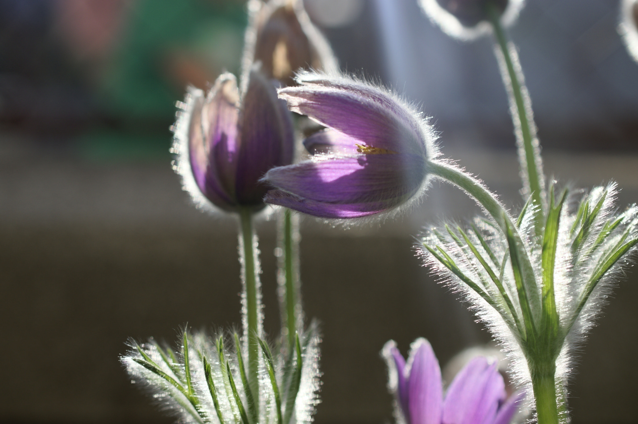 Nikon AF-S DX Micro Nikkor 40mm F2.8 sample photo. Pulsatilla grandis photography