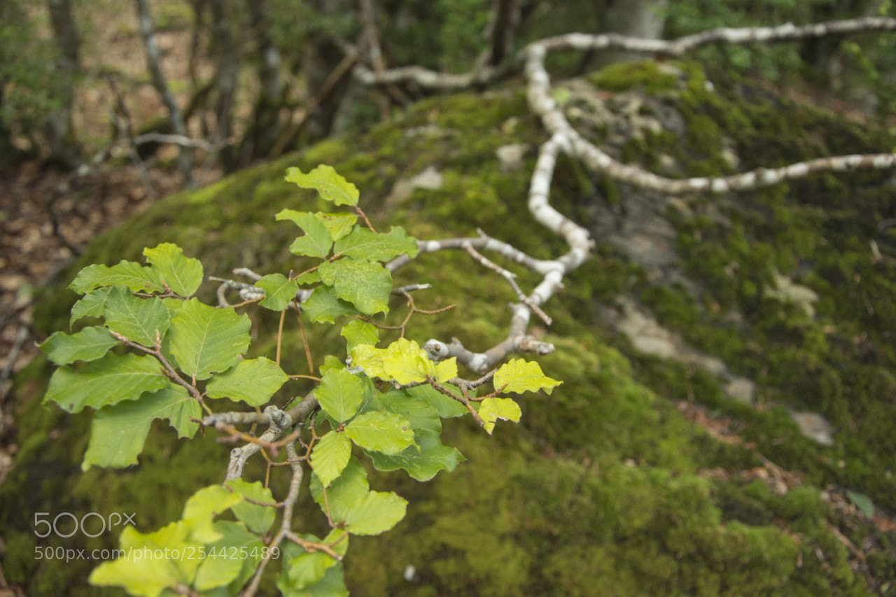 Nikon D7200 sample photo. Hojas photography