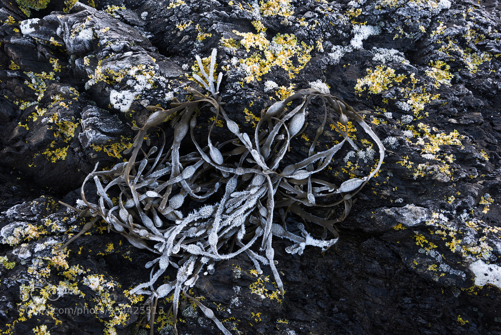 Nikon D810 sample photo. Winter loch detail #2 photography