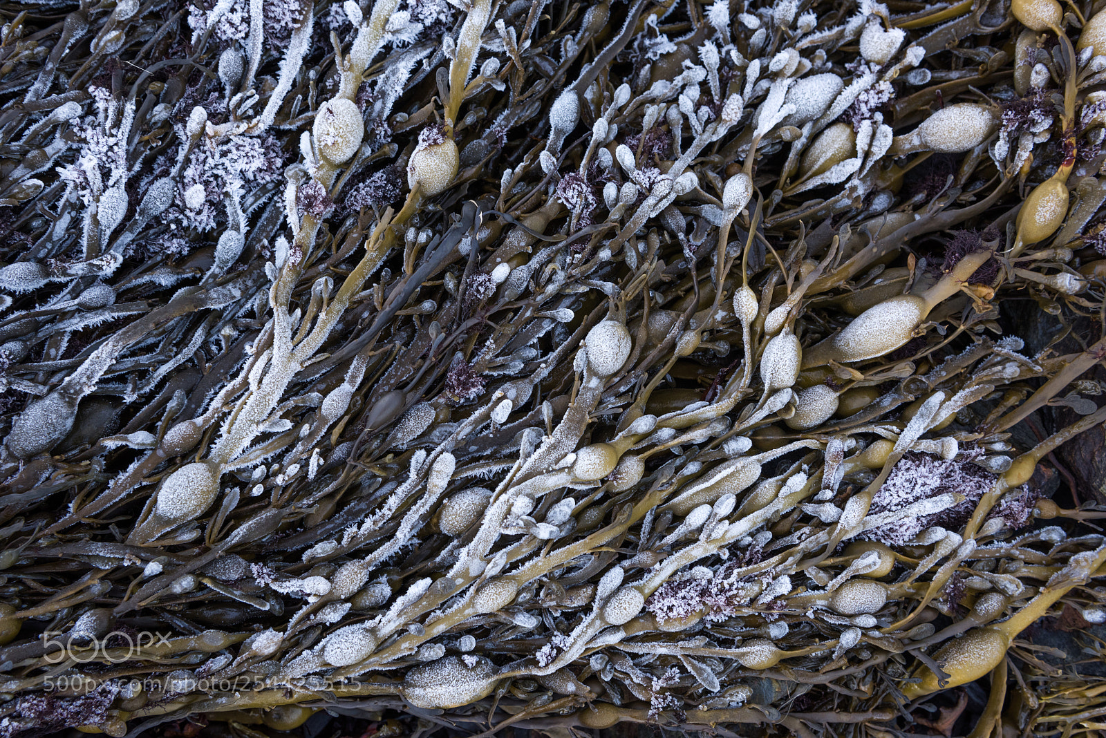 Nikon D810 sample photo. Winter loch detail #1 photography